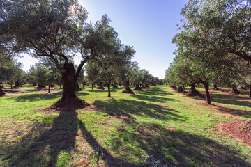 Olive trees plantation. Calabria, Italia