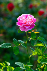 Obraz na płótnie Canvas A close-up of beautiful roses