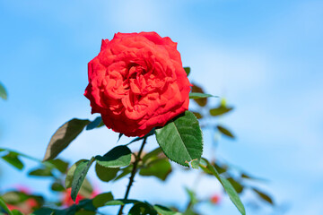 Red rose flower. Background.
