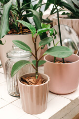 Houseplants in different  flowerpots on the table in room. Lifestyle home decoration.Biophilia design concept.