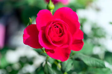 Red rose flower. Background.