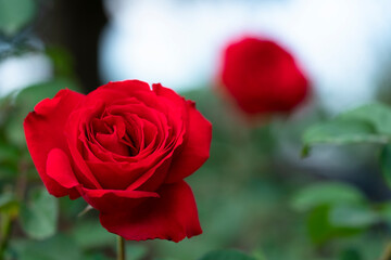 Red rose flower. Background.