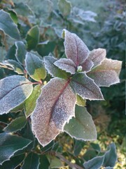 oszroniony ostrokrzew