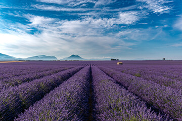 Fototapeta premium View at morning lavender fields in Valensole, Provence, France