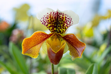 orchid or slipper orchid (Cypripedioideae Paphiopedilum)