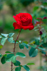 Red rose flower. Background.
