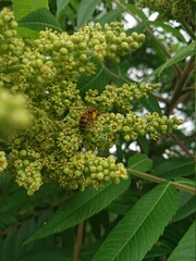 pszczoła i kwat sumaka octowca