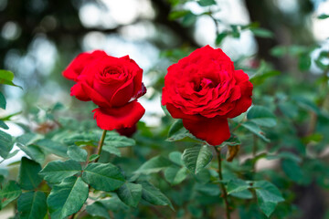 Red rose flower. Background.