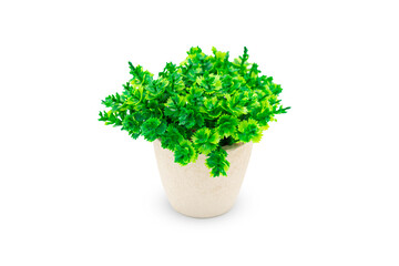 Fototapeta premium House Plant isolated on white background