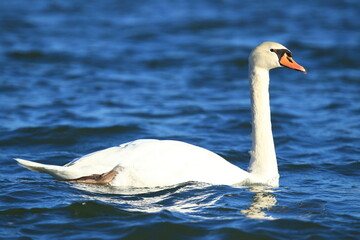 Swan on the water in beautiful sunny day