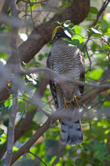 Male Eurasian sparrowhawk Accipiter nisus in a forest. Sasan. Gir Sanctuary. Gujarat. India.