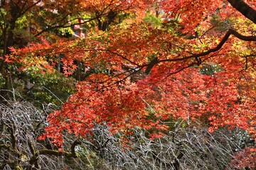 Kyoto, Japan - autumn trees
