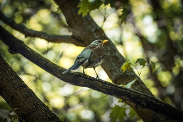 bird in the natural environment