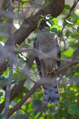 Male Eurasian sparrowhawk Accipiter nisus in a forest. Sasan. Gir Sanctuary. Gujarat. India.