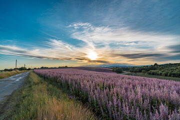 Fototapeta premium Sunset landscape at sage field in Provence France