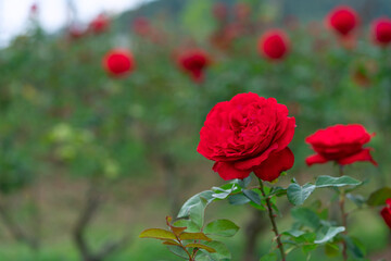 Red rose flower. Background.