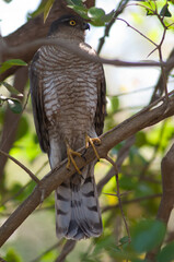 Male Eurasian sparrowhawk Accipiter nisus in a forest. Sasan. Gir Sanctuary. Gujarat. India.
