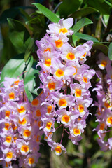 The purple dendrobium beauty blossom flower.