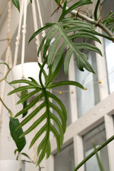 Philodendron in a pot suspended in a knitted planter.Lifestyle home decoration.Biophilia design...