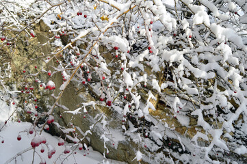 rose hips under the snow