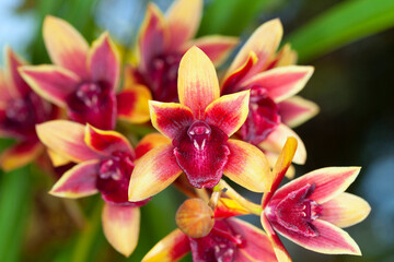Obraz na płótnie Canvas Symbidium orchid Close-up .