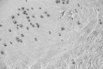 Tiny jelly fish, floating in the water, Balck and White