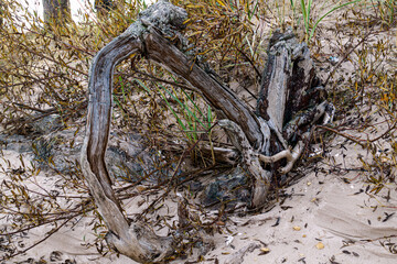 Old withered driftwood from a willow on a sandy shore near the water.