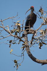 Red-naped ibis Pseudibis papillosa on a tree branch. Hiran river. Sasan. Gir Sanctuary. Gujarat. India.