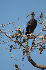 Red-naped ibis Pseudibis papillosa on a tree branch. Hiran river. Sasan. Gir Sanctuary. Gujarat. India.