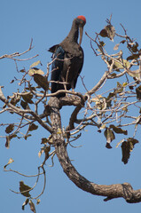 Red-naped ibis Pseudibis papillosa preening on a tree branch. Hiran river. Sasan. Gir Sanctuary. Gujarat. India.
