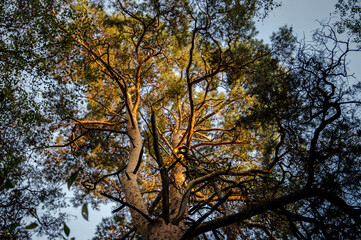 forest interior and sky