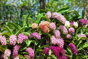 Colorful colors of Rhynchostylis Orchidaceae orchid in the garden