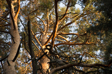 forest interior and sky