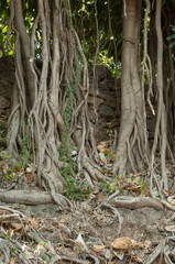 Fototapeta premium Trunk and aerial roots of a fig tree Ficus sp. Gujarat. India.