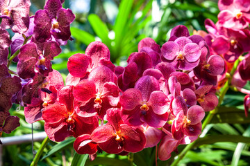 Colorful colors of Wanda orchid in the garden