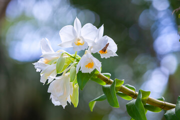 Dendrobium formosum orchid flower which is wild orchid of Thailand