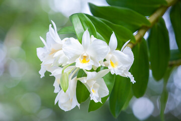 Dendrobium formosum orchid flower which is wild orchid of Thailand