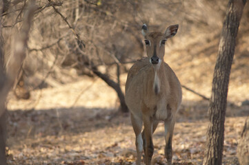 Female nilgai Boselaphus tragocamelus in the Gir Sanctuary. Gujarat. India.