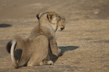 Asiatic lion Panthera leo persica. Lioness in Devalia. Gir Sanctuary. Gujarat. India.