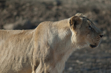Asiatic lion Panthera leo persica. Lioness in Devalia. Gir Sanctuary. Gujarat. India.