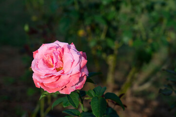 Red rose flower. Background.