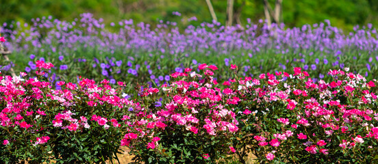 Red rose flower. Background.