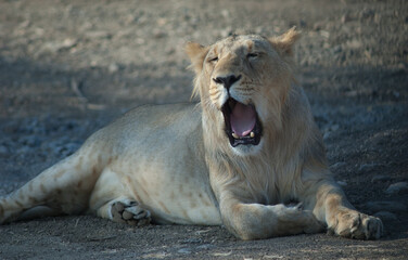 Asiatic lion Panthera leo persica in Devalia. Lioness yawning. Gir Sanctuary. Gujarat. India.