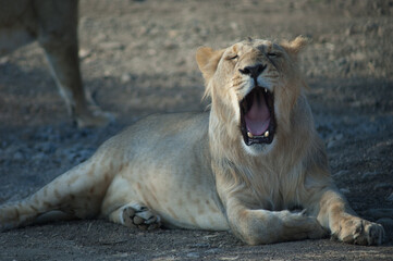 Obraz na płótnie Canvas Asiatic lion Panthera leo persica in Devalia. Lioness yawning. Gir Sanctuary. Gujarat. India.