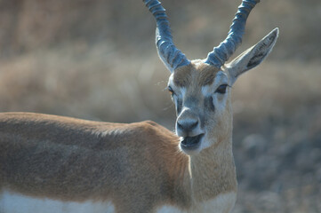 Male blackbuck Antilope cervicapra ruminating in Devalia. Gir Sanctuary. Gujarat. India.