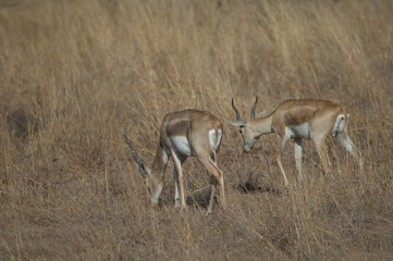 Naklejka na ściany i meble Males blackbuck Antilope cervicapra in Devalia. Gir Sanctuary. Gujarat. India.