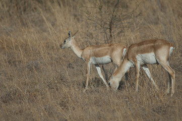 Pair of blackbucks Antilope cervicapra in Devalia. Gir Sanctuary. Gujarat. India.