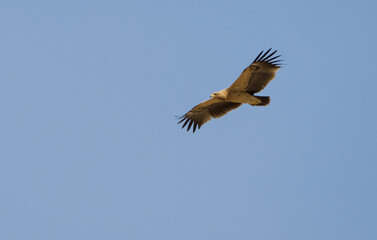 Bastaardarend, Greater Spotted Eagle, Aquila clanga
