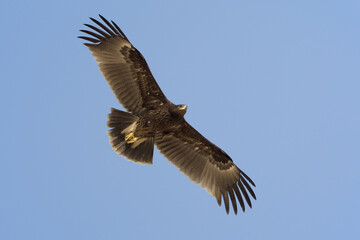 Bastaardarend, Greater Spotted Eagle, Aquila clanga