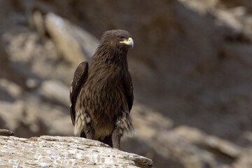 Bastaardarend, Greater Spotted Eagle, Aquila clanga